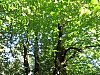 2010-glere_04.jpg
