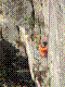 cormot-15.jpg