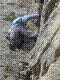cormot-51.jpg