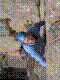 cormot-53.jpg