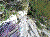 chloro-17.jpg