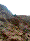 fir-10.jpg