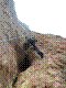 fir-13.jpg