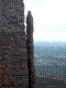 fir-20.jpg